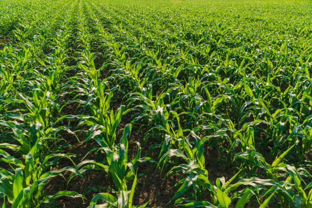 istock Field with green corn on a sunny day 1789557578