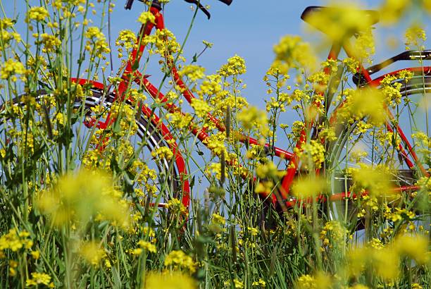 Bicycle in rapeseed stock photo