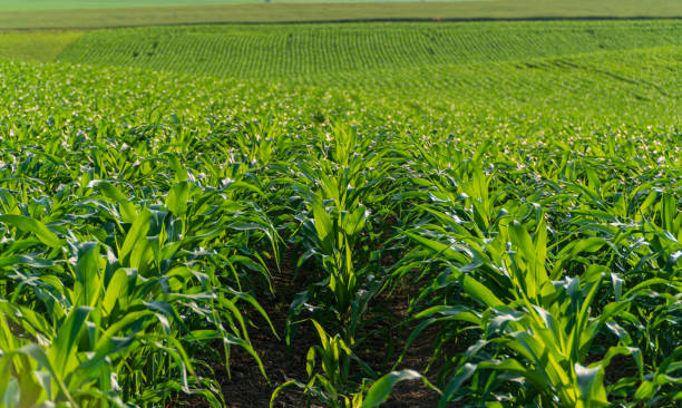istock Green corn field. Corn field in summer 1789558060