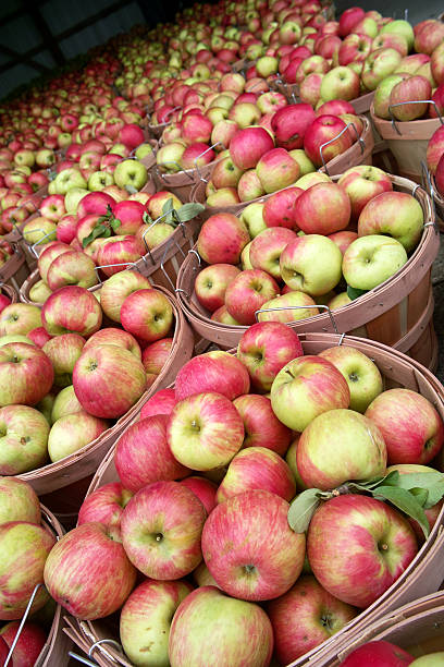 istock Apples at the Market 178955925