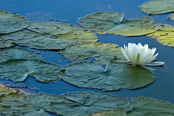 lilypads and a flower floating on calm water