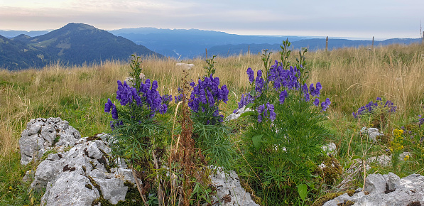 Aconitum or monkshood flower among some rocks, grass and sky background. Very poisonous, but in old times used in herb medicine.