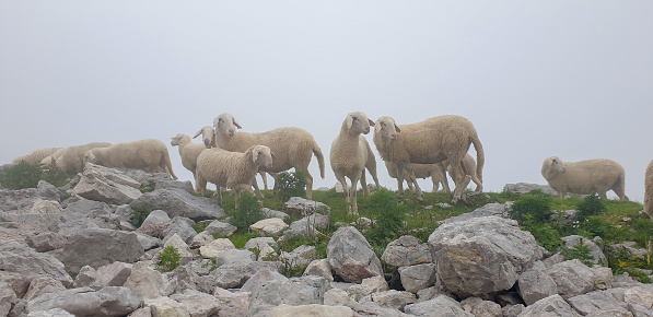 Flock of sheep on pasture under the mountain Krn, Julian Alps, Slovenia