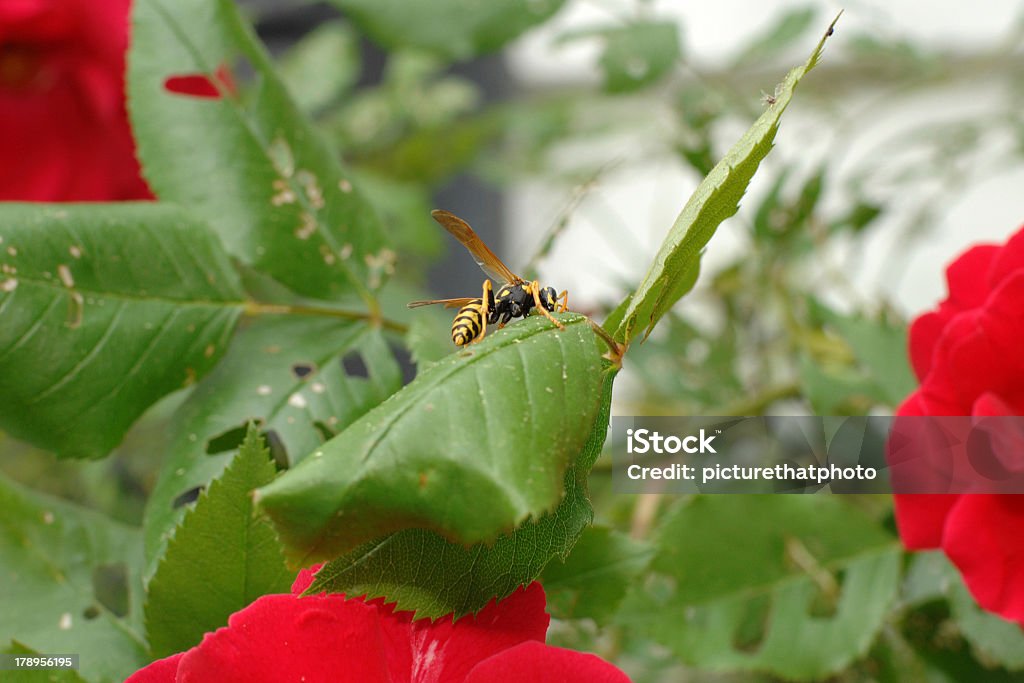 Yellowjacket na rose bush - Zbiór zdjęć royalty-free (Bez ludzi)