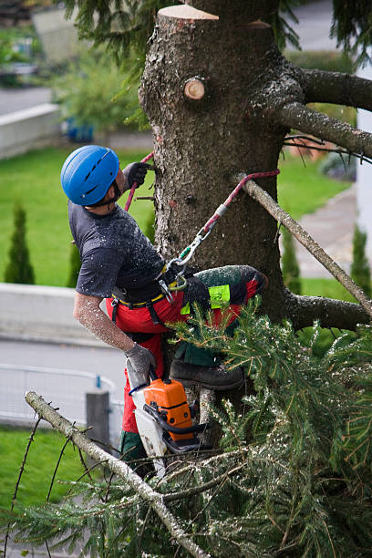 Tree surgeon forestry worker at work service occupation stock pictures, royalty-free photos & images