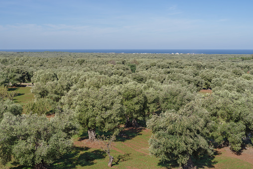 Elevated view of olive trees, Apulia, Southern Italy