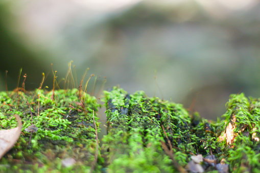 Beautiful of moss plants with natural concept photo.