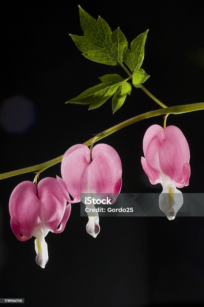 Bleeding Heart Blossoms A string of bleeding heart blossoms on a dark background Black Background Stock Photo