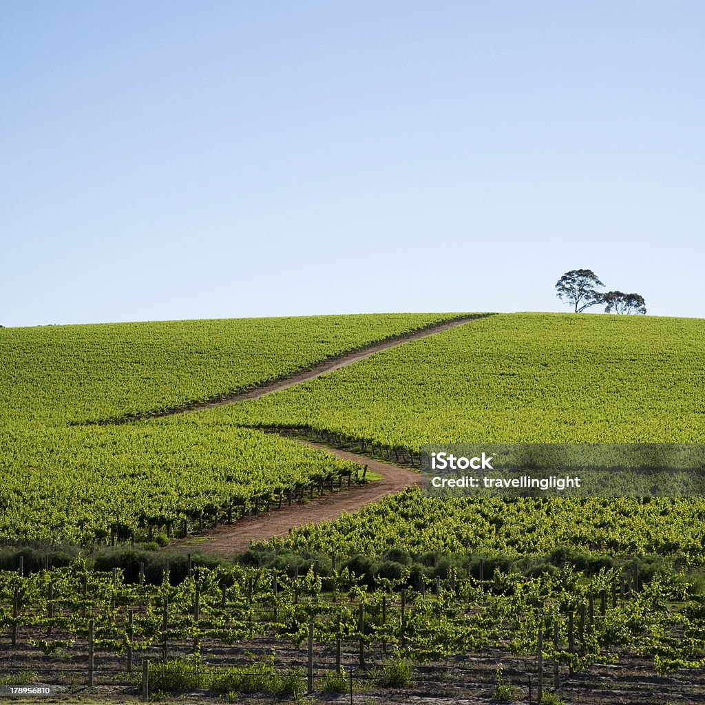 Vineyard With Zig Zag Path South Australian Vineyard with zig zag path and trees on skyline.  More vineyards:- Abundance Stock Photo