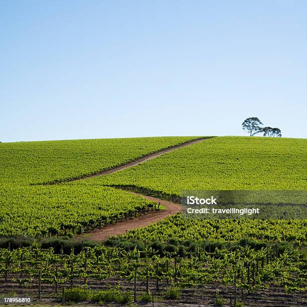 Vineyard With Zig Zag Path Stock Photo - Download Image Now - Abundance, Agricultural Field, Agriculture