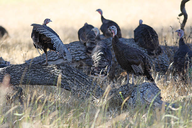 Wild turkeys stock photo