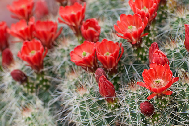 고슴도치선인장 잎과 - southwest usa cactus hedgehog cactus flower 뉴스 사진 이미지