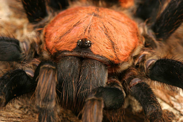 istock Costa Rican Tiger Rump Tarantula 178957127