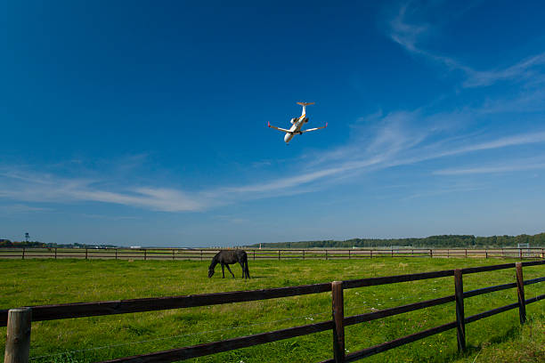 Brown horse kicking on pasturage in summer