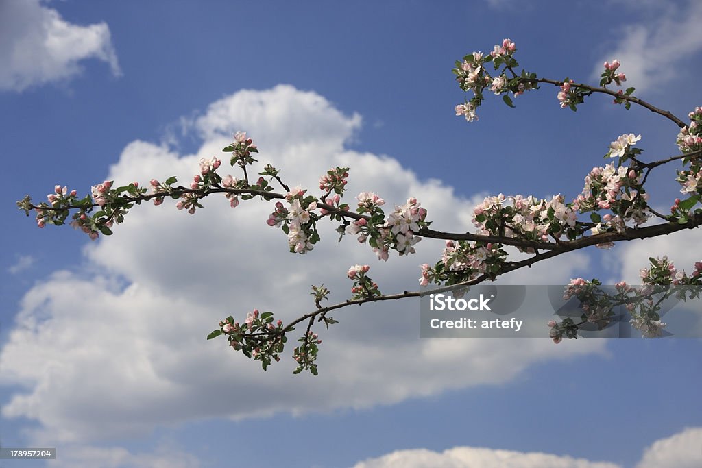 Flor de abril - Foto de stock de Abril royalty-free