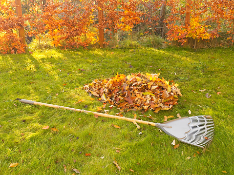 Garden rake and swept leaves in bin bag on lawn UK