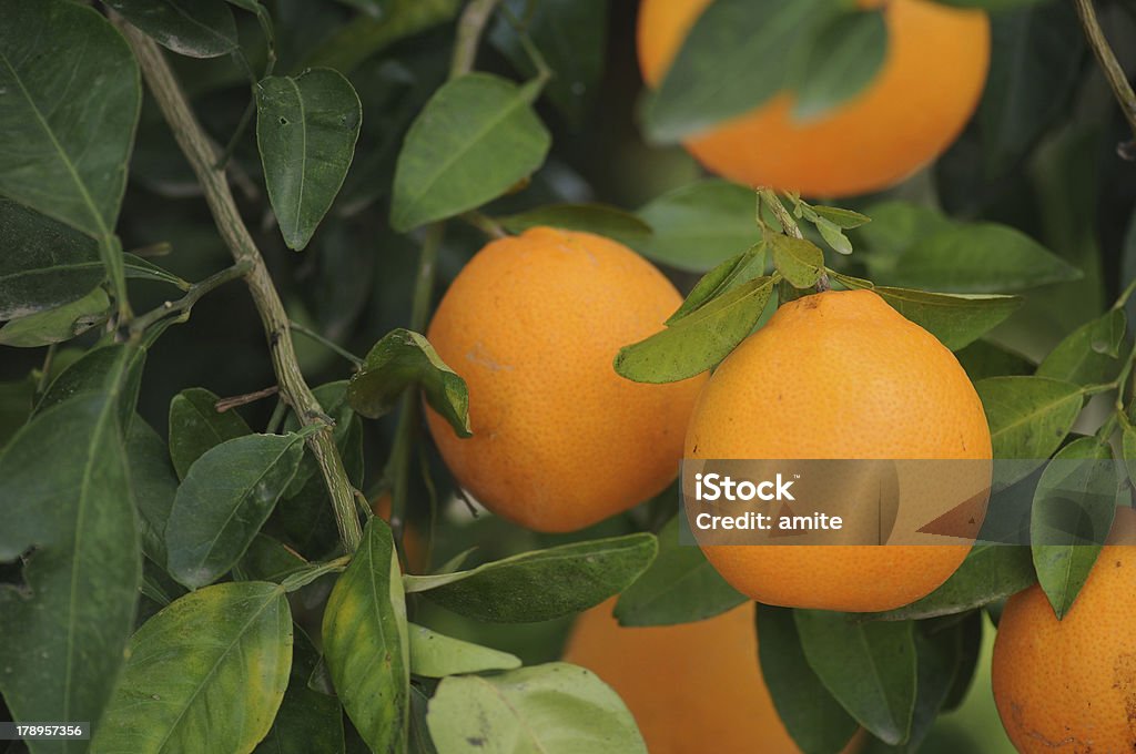 Frescas laranjas na Árvore - Royalty-free Agricultura Foto de stock