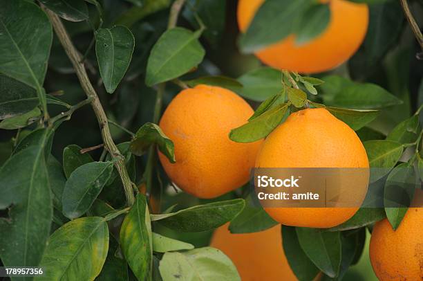 Свежие Апельсины На Дереве — стоковые фотографии и другие картинки Антиоксидант - Антиоксидант, Апельсин, Без людей