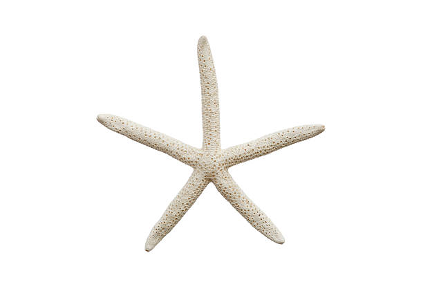 istock sea star or starfish on white 178957571