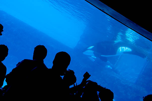 Aquarium & Silhouettes Indoor aquarium tank, Orca and silhouetted spectators.  animals in captivity stock pictures, royalty-free photos & images
