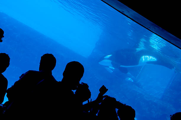 aquarium & silhouettes - animals in captivity stok fotoğraflar ve resimler