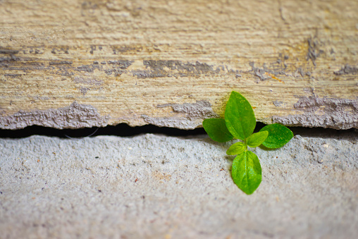 Trees grow in old concrete wall fissures.