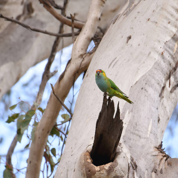 istock Purple-crowned lorikeet (Parvipsitta porphyrocephala 1789577835