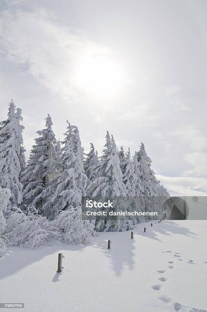 Wintersonne - Foto stock royalty-free di Abete