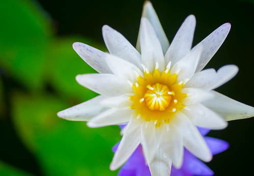 The view of the white lotus that is blooming from the top