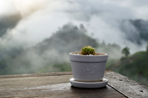 cactus pot Placed as decoration on the wooden table of the coffee shop atop the high mountain. The view behind is the mist in the rainy season that beautifully covers the mountains.