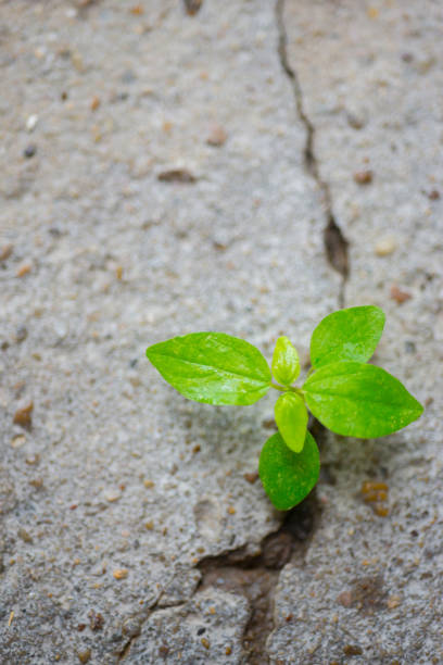 istock Trees that grow and thrive in cracks of concrete floors 1789580573