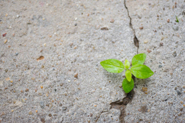 istock The sapling of the tree that is born and grows in the cracks of 1789580643