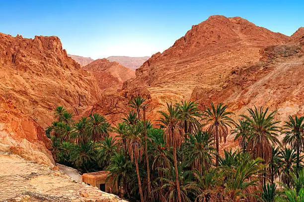 Photo of Palm trees and rocky landscape of mountain oasis Chebika