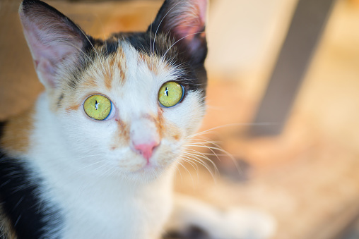 Eyes and bright faces of Asian cats