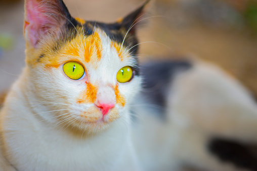 Eyes and bright face of a cat.