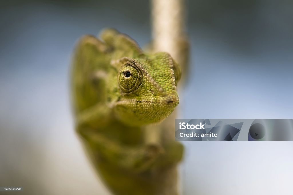 lizard em uma corda - Foto de stock de Animal royalty-free