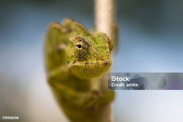 Foto de Lizard Em Uma Corda e mais fotos de stock de Animal - Animal, Azul, Beleza natural - Natureza