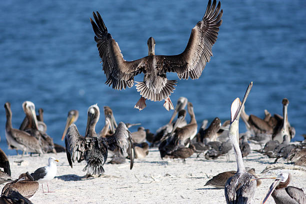 Pelican Landing stock photo