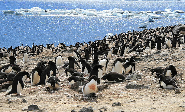 Pinguim-de-adélia colony - foto de acervo