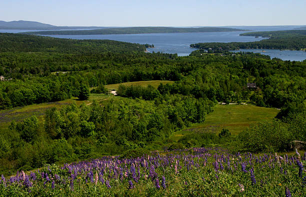 istock Lupine seascape.jpg 178958604