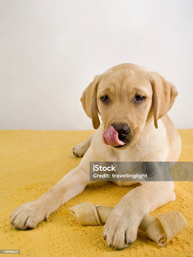 Filhote de Labrador Dourado - Foto de stock de Filhote de cachorro royalty-free