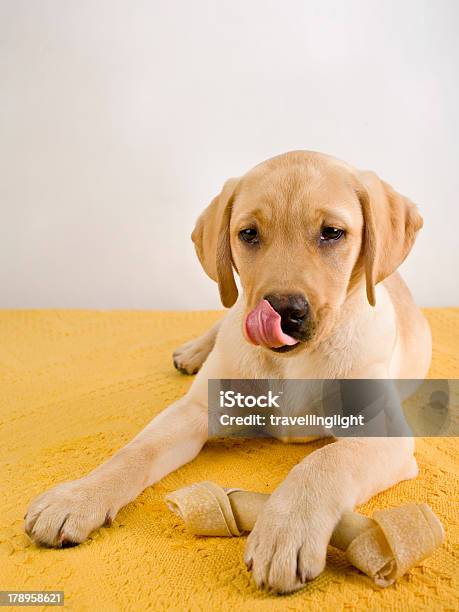 Foto de Filhote De Labrador Dourado e mais fotos de stock de Filhote de cachorro - Filhote de cachorro, Labrador Dourado - Labrador, Lamber os Lábios