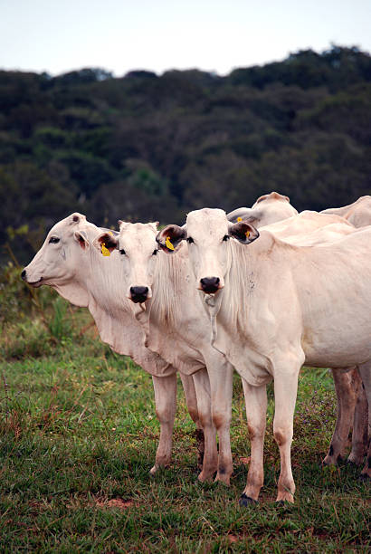 Amazon deforestation: cattle invading rainforest "Zebu, the predominant cattle in Brazil, at a recently logged ranch on the edge of the Amazon rainforest. Expanding cattle ranches are the biggest cause of deforestation in Brazil." amazon forest stock pictures, royalty-free photos & images