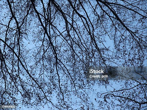 Sfondo Superiore Dellalbero - Fotografie stock e altre immagini di Albero - Albero, Astratto, Autunno