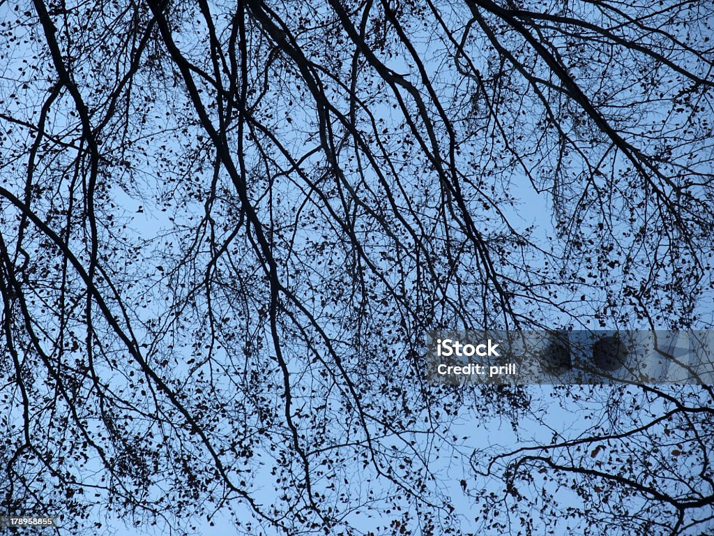tło wierzchołek drzewa - Zbiór zdjęć royalty-free (Abstrakcja)