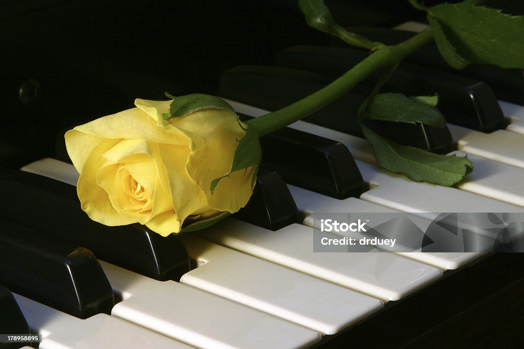 Love of music Yellow rose on top of paino Rose - Flower Stock Photo
