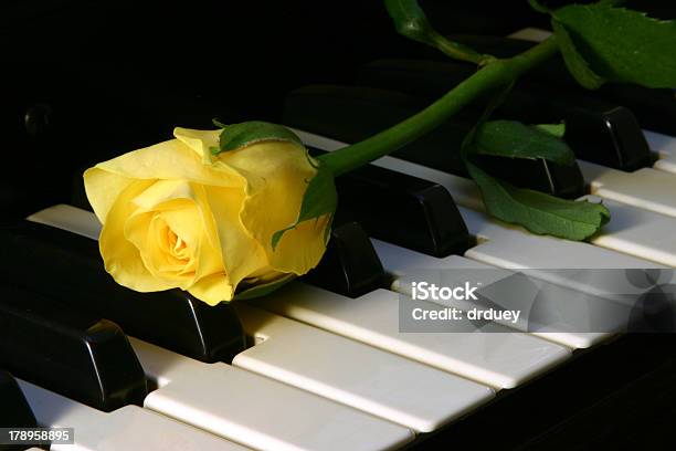 Love Of Music Stock Photo - Download Image Now - Rose - Flower, Serenading, Yellow
