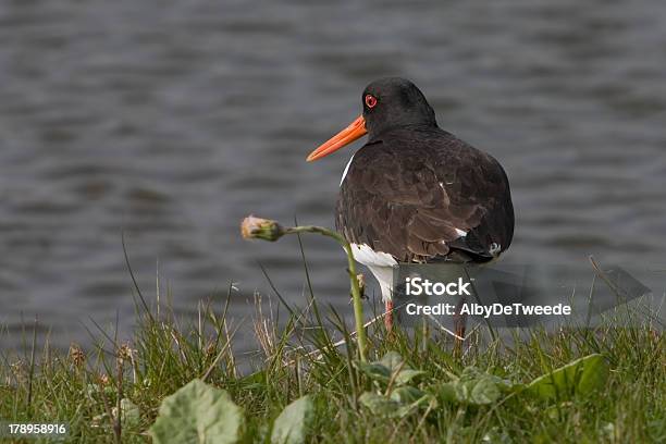 Eurasischer Austernfischer Stockfoto und mehr Bilder von Austernfischer - Vogelart - Austernfischer - Vogelart, Austernfischer - Vogelgattung, Bunt - Farbton