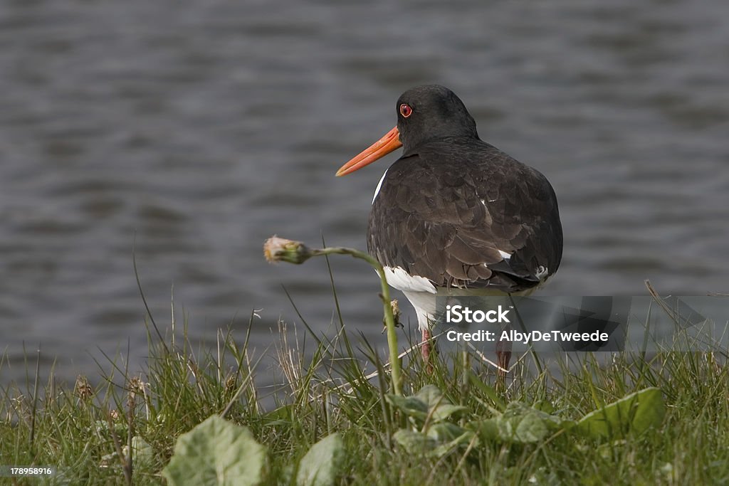 Jacquard （Haematopus ostralegus ) - とさかのロイヤリティフリーストックフォト