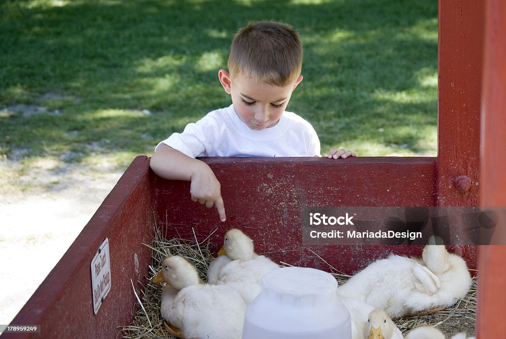 Menino no zoológico - Foto de stock de Zoológico de animais domésticos royalty-free